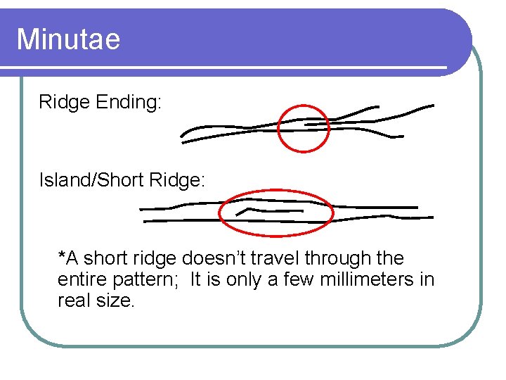 Minutae Ridge Ending: Island/Short Ridge: *A short ridge doesn’t travel through the entire pattern;