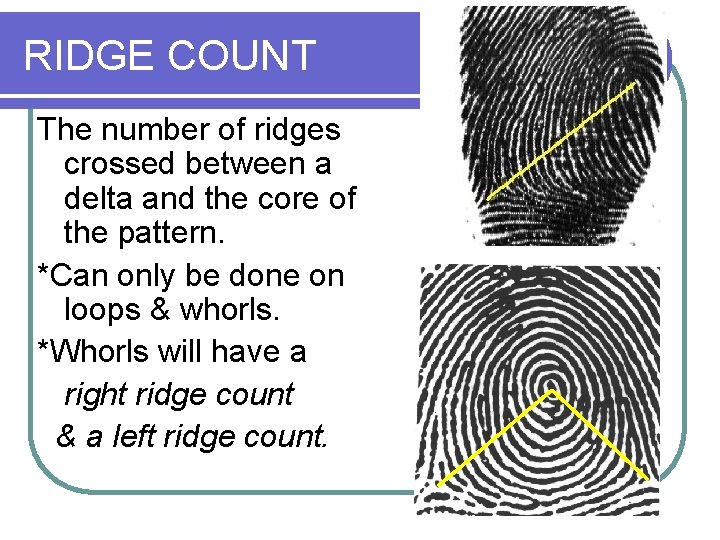 RIDGE COUNT The number of ridges crossed between a delta and the core of