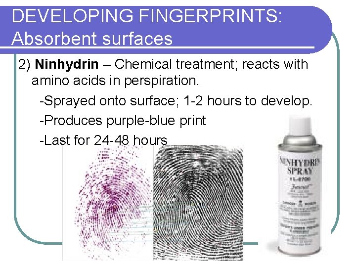 DEVELOPING FINGERPRINTS: Absorbent surfaces 2) Ninhydrin – Chemical treatment; reacts with amino acids in