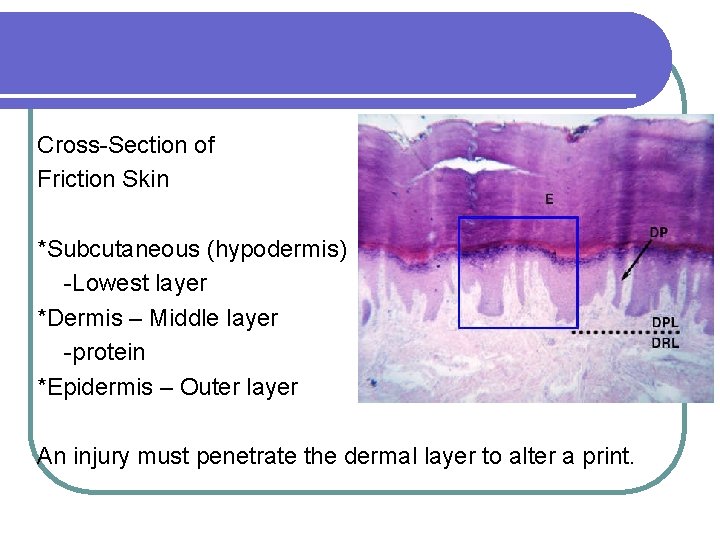 Cross-Section of Friction Skin *Subcutaneous (hypodermis) -Lowest layer *Dermis – Middle layer -protein *Epidermis