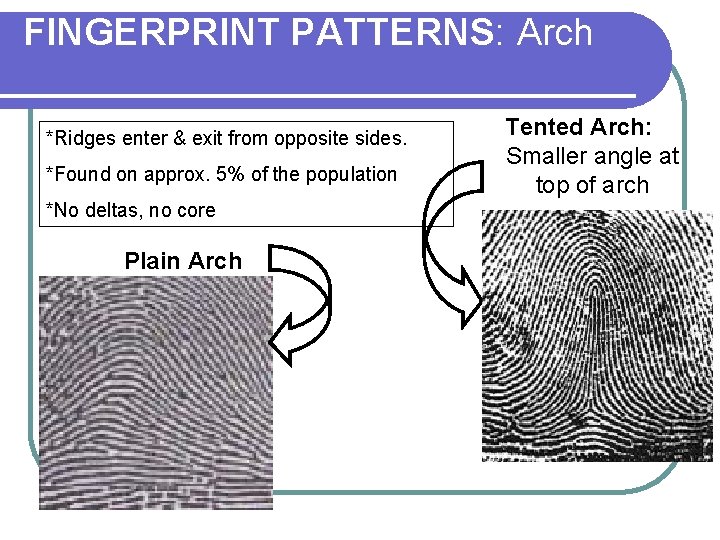 FINGERPRINT PATTERNS: Arch *Ridges enter & exit from opposite sides. *Found on approx. 5%