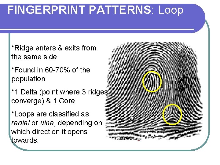 FINGERPRINT PATTERNS: Loop *Ridge enters & exits from the same side *Found in 60