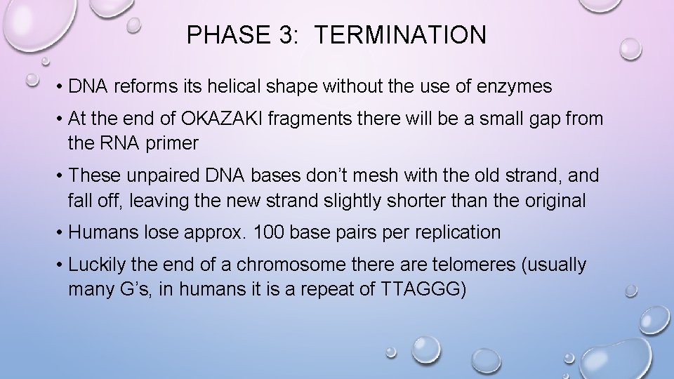 PHASE 3: TERMINATION • DNA reforms its helical shape without the use of enzymes