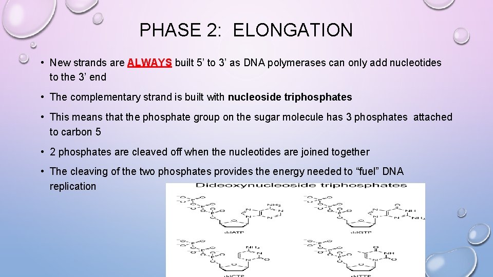 PHASE 2: ELONGATION • New strands are ALWAYS built 5’ to 3’ as DNA
