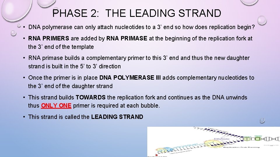 PHASE 2: THE LEADING STRAND • DNA polymerase can only attach nucleotides to a
