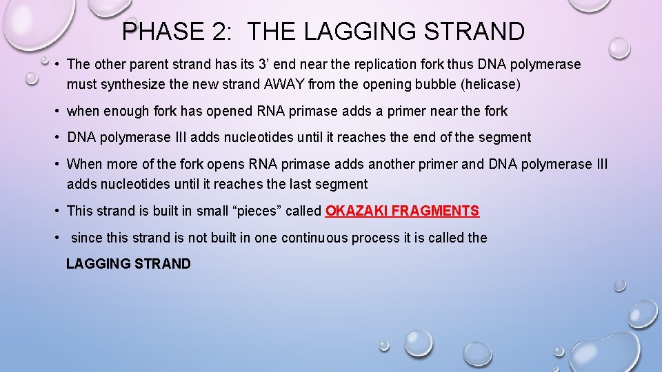 PHASE 2: THE LAGGING STRAND • The other parent strand has its 3’ end