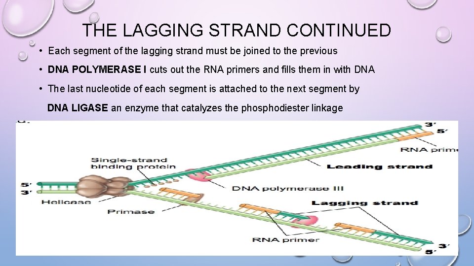 THE LAGGING STRAND CONTINUED • Each segment of the lagging strand must be joined
