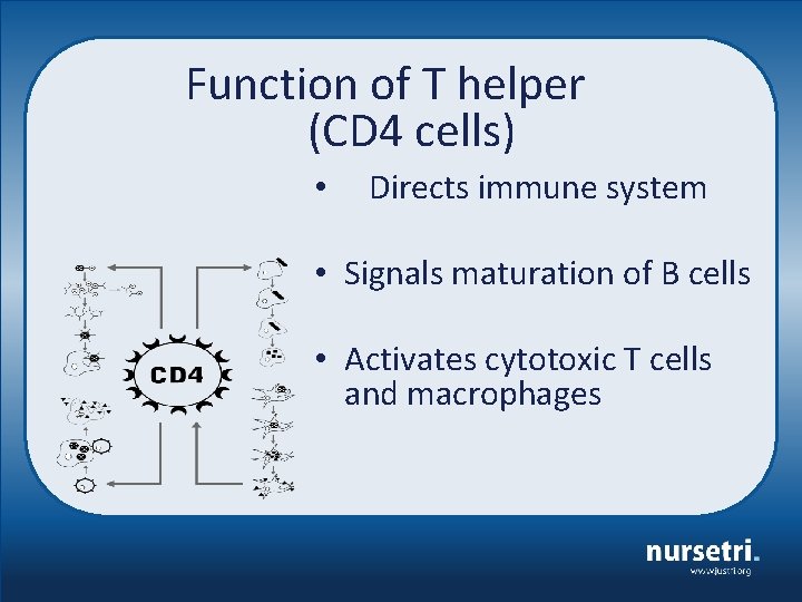 Function of T helper (CD 4 cells) • Directs immune system • Signals maturation