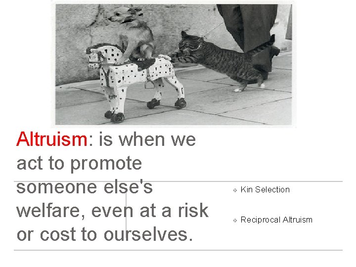 Altruism: is when we act to promote someone else's welfare, even at a risk