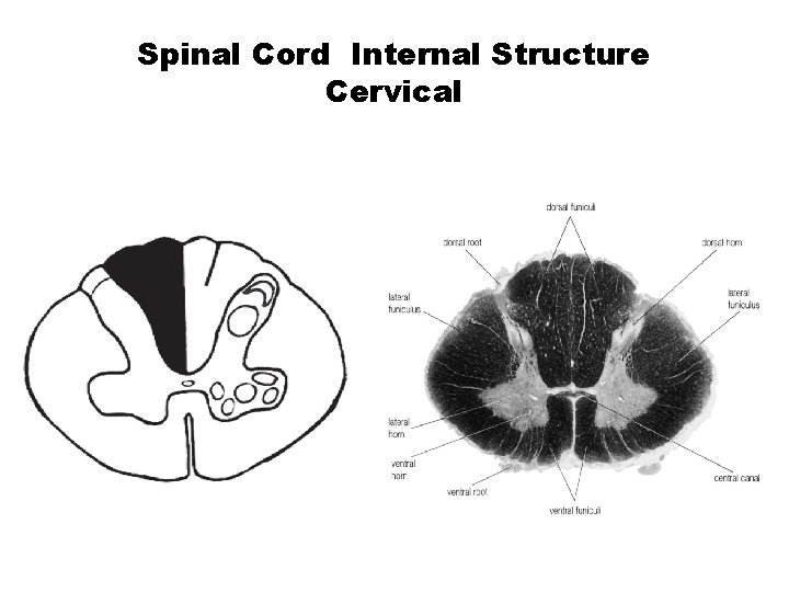 Spinal Cord Internal Structure Cervical 