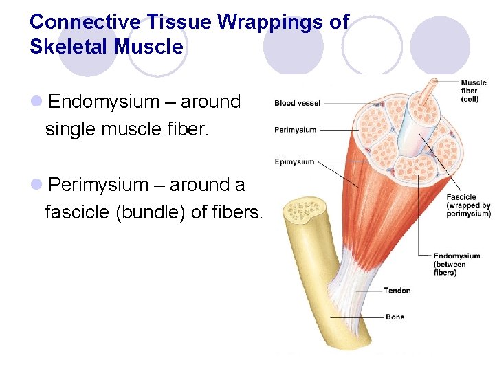 Connective Tissue Wrappings of Skeletal Muscle l Endomysium – around single muscle fiber. l