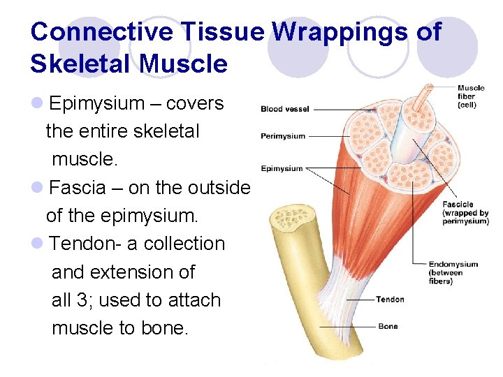 Connective Tissue Wrappings of Skeletal Muscle l Epimysium – covers the entire skeletal muscle.