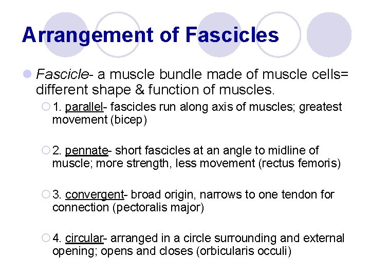 Arrangement of Fascicles l Fascicle- a muscle bundle made of muscle cells= different shape