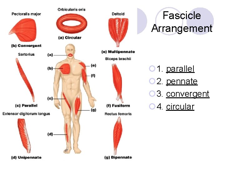 Fascicle Arrangement ¡ 1. parallel ¡ 2. pennate ¡ 3. convergent ¡ 4. circular