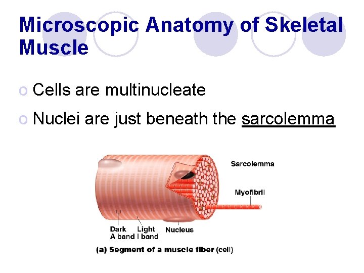 Microscopic Anatomy of Skeletal Muscle o Cells are multinucleate o Nuclei are just beneath