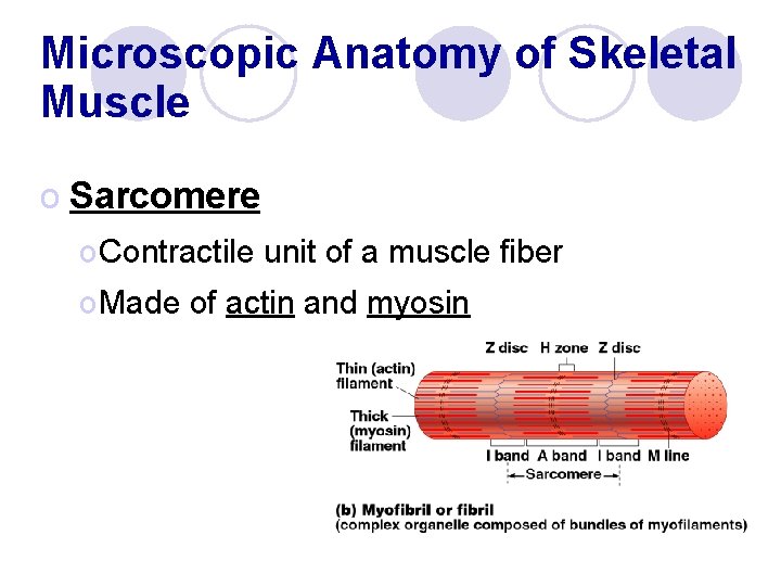 Microscopic Anatomy of Skeletal Muscle o Sarcomere o Contractile unit of a muscle fiber