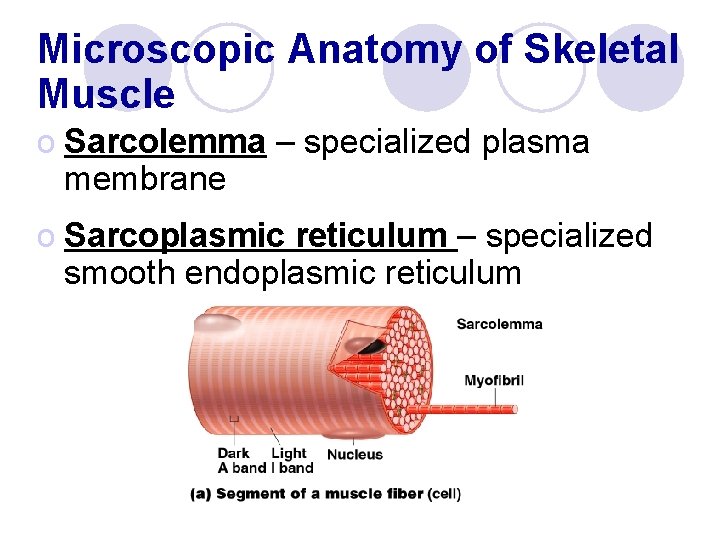 Microscopic Anatomy of Skeletal Muscle o Sarcolemma – specialized plasma membrane o Sarcoplasmic reticulum