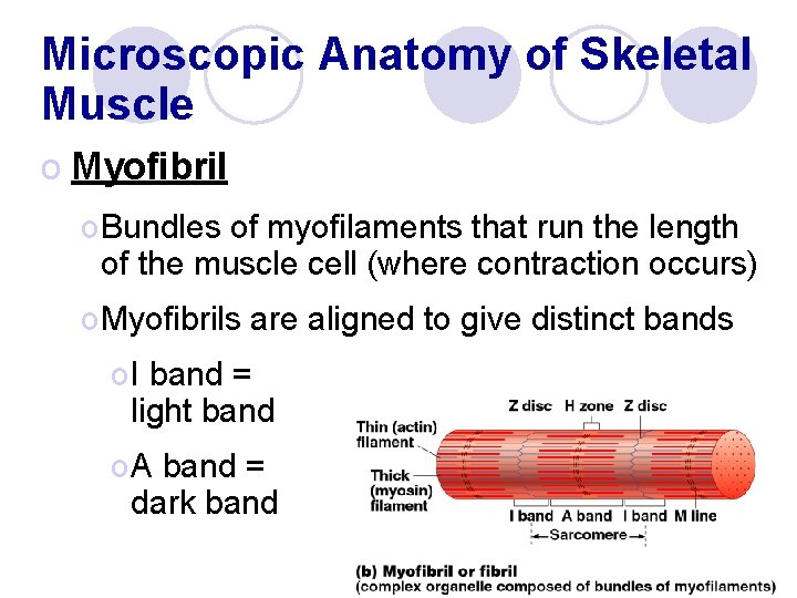 Microscopic Anatomy of Skeletal Muscle o Myofibril o Bundles of myofilaments that run the