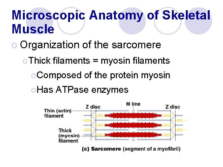 Microscopic Anatomy of Skeletal Muscle o Organization of the sarcomere o Thick filaments =