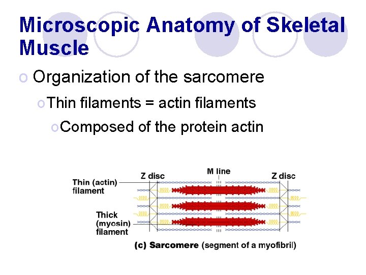 Microscopic Anatomy of Skeletal Muscle o Organization of the sarcomere o Thin filaments =