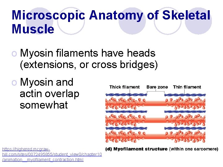 Microscopic Anatomy of Skeletal Muscle o Myosin filaments have heads (extensions, or cross bridges)