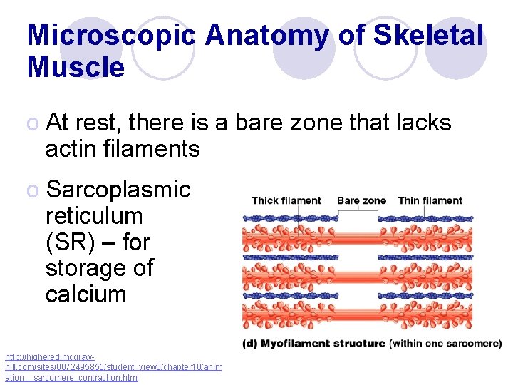 Microscopic Anatomy of Skeletal Muscle o At rest, there is a bare zone that