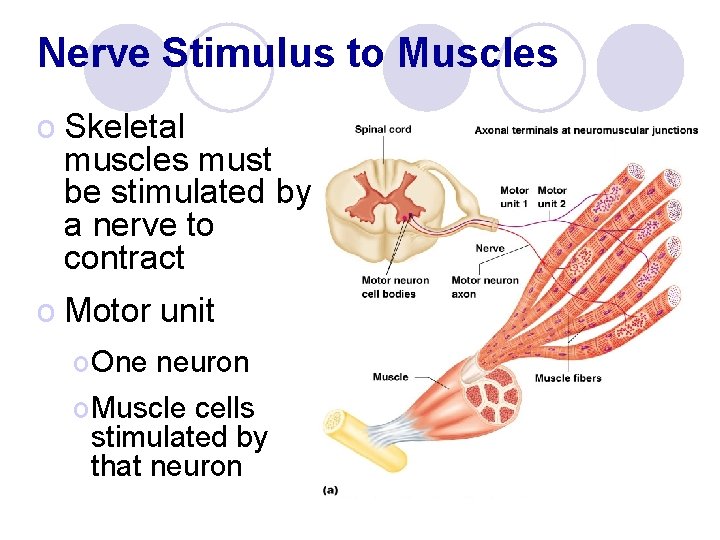 Nerve Stimulus to Muscles o Skeletal muscles must be stimulated by a nerve to