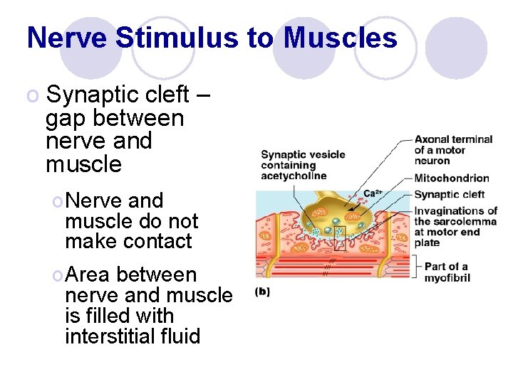 Nerve Stimulus to Muscles o Synaptic cleft – gap between nerve and muscle o