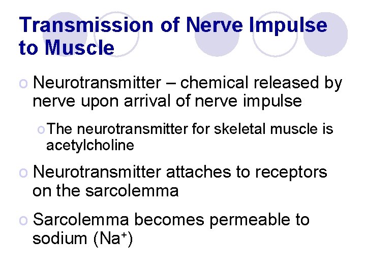 Transmission of Nerve Impulse to Muscle o Neurotransmitter – chemical released by nerve upon