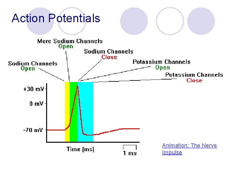 Action Potentials Animation: The Nerve Impulse 