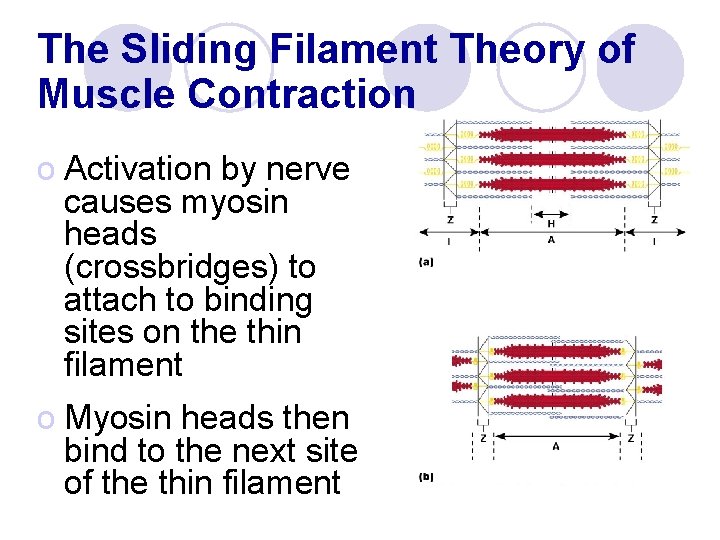 The Sliding Filament Theory of Muscle Contraction o Activation by nerve causes myosin heads