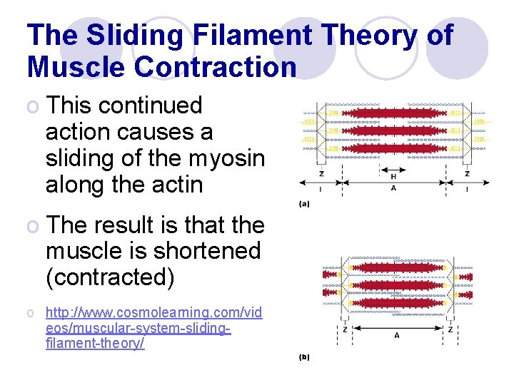The Sliding Filament Theory of Muscle Contraction o This continued action causes a sliding