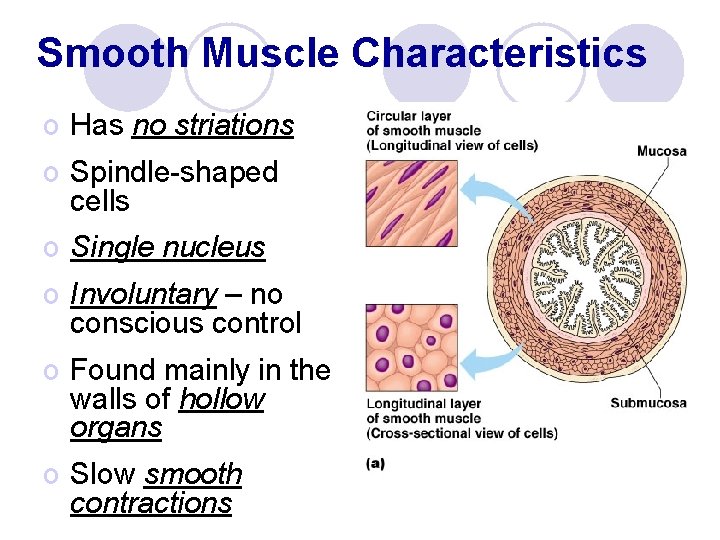 Smooth Muscle Characteristics o Has no striations o Spindle-shaped cells o Single nucleus o