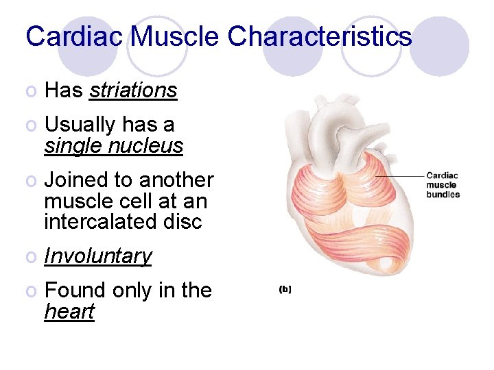 Cardiac Muscle Characteristics o Has striations o Usually has a single nucleus o Joined