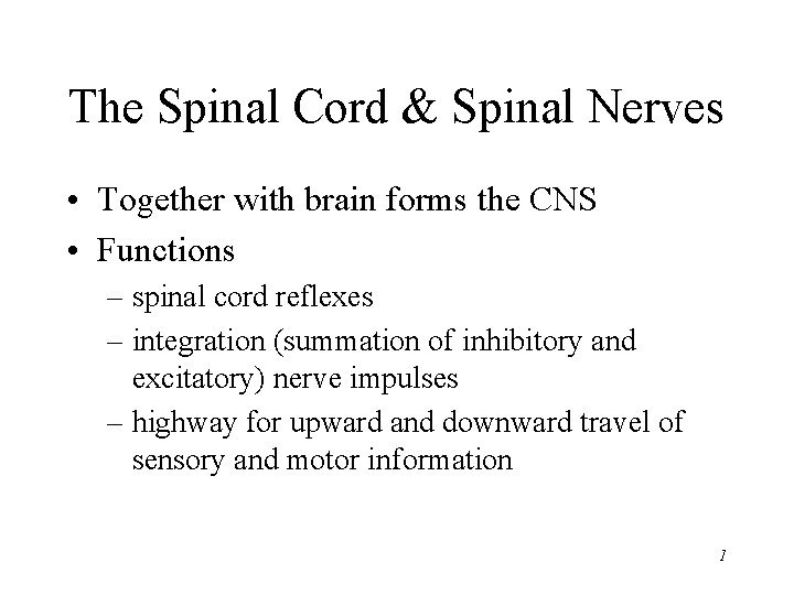 The Spinal Cord & Spinal Nerves • Together with brain forms the CNS •