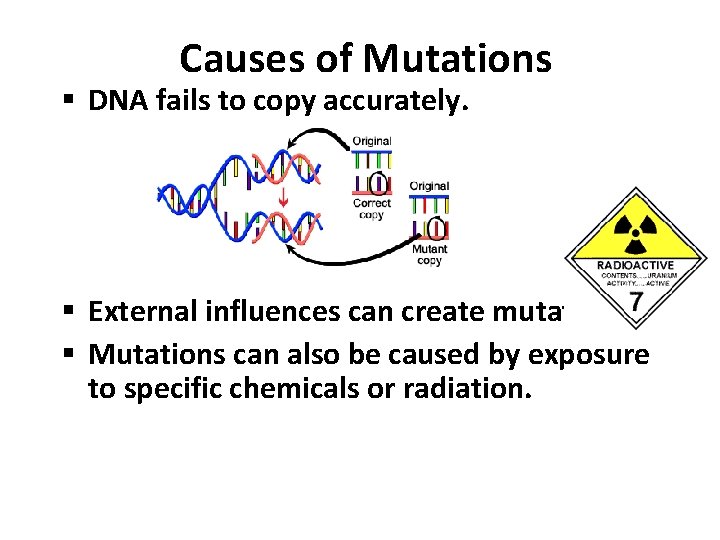 Causes of Mutations § DNA fails to copy accurately. § External influences can create