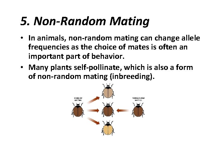 5. Non-Random Mating • In animals, non-random mating can change allele frequencies as the