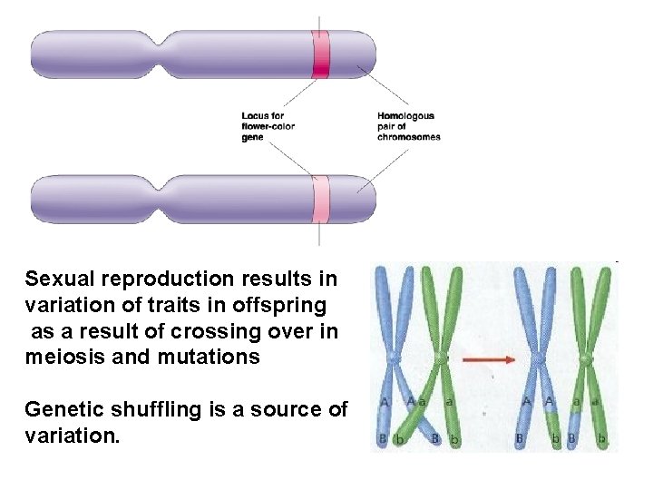 Sexual reproduction results in variation of traits in offspring as a result of crossing