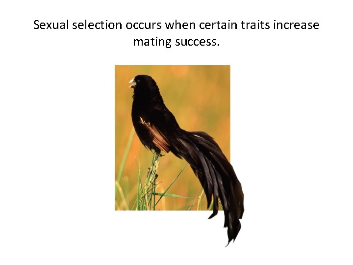 Sexual selection occurs when certain traits increase mating success. 