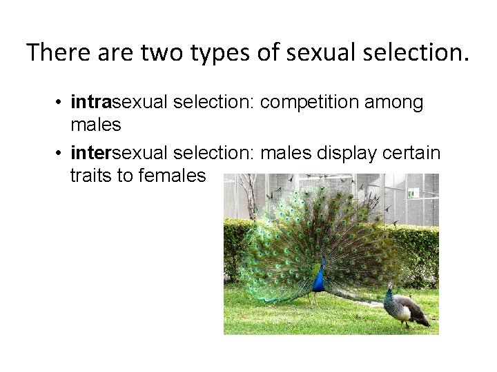 There are two types of sexual selection. • intrasexual selection: competition among males •