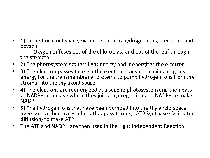  • 1) In the thylakoid space, water is split into hydrogen ions, electrons,