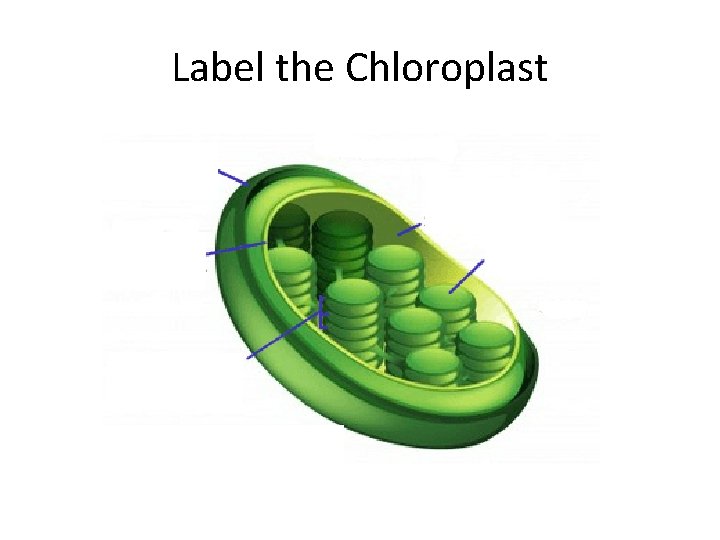 Label the Chloroplast 