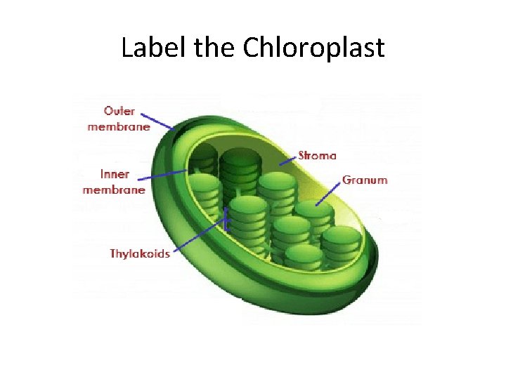 Label the Chloroplast 