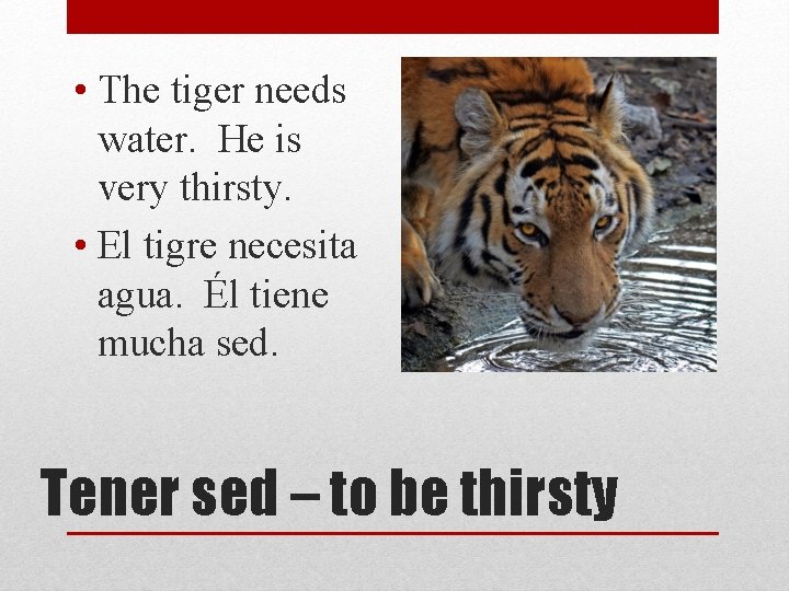  • The tiger needs water. He is very thirsty. • El tigre necesita