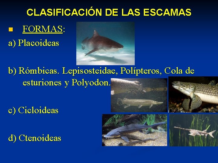 CLASIFICACIÓN DE LAS ESCAMAS FORMAS: a) Placoideas n b) Rómbicas. Lepisosteidae, Polípteros, Cola de