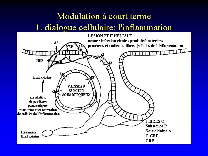 Modulation à court terme 1. dialogue cellulaire: l'inflammation LESION EPITHELIALE neurogénique ozone / infection