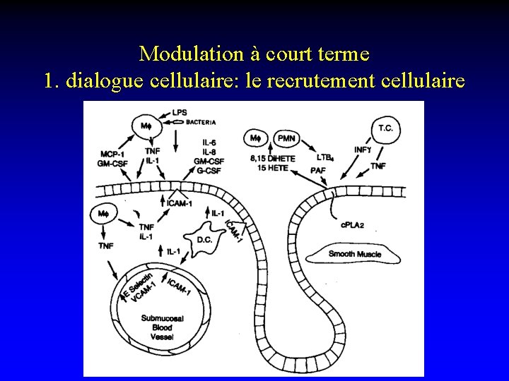 Modulation à court terme 1. dialogue cellulaire: le recrutement cellulaire 