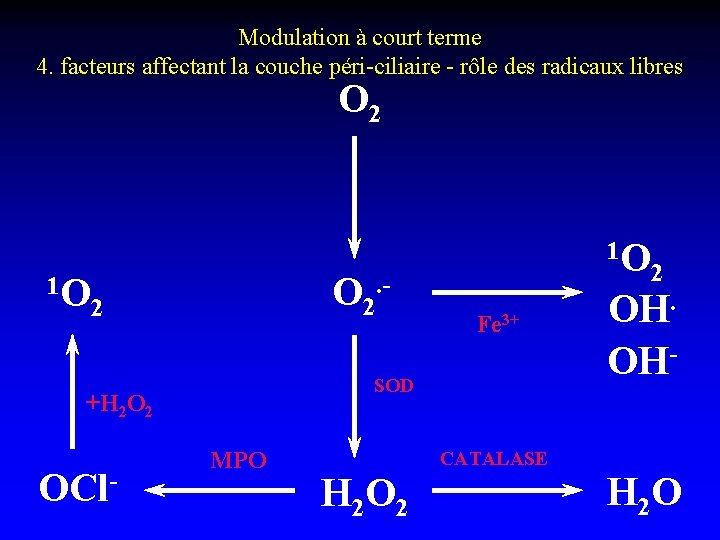 Modulation à court terme 4. facteurs affectant la couche péri-ciliaire - rôle des radicaux