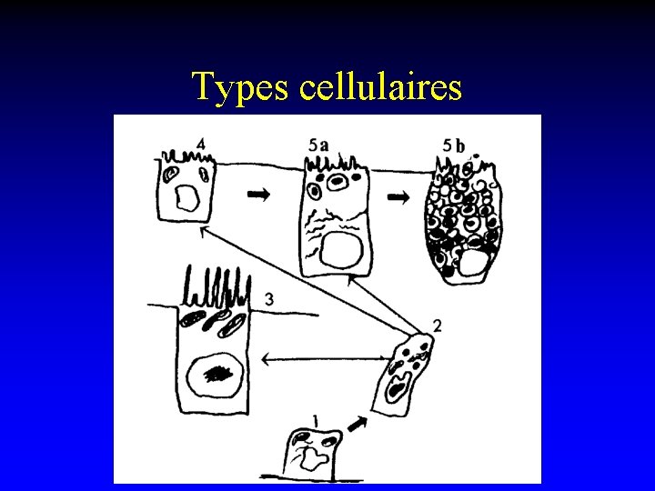 Types cellulaires 
