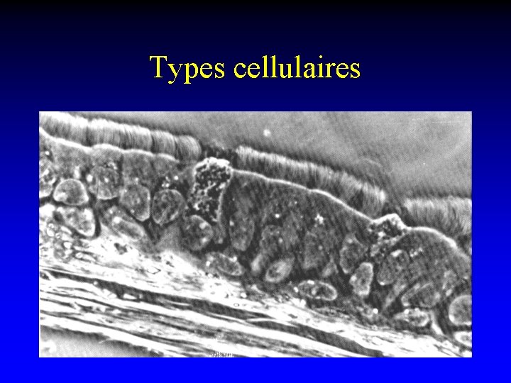 Types cellulaires 